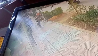 Manisa’da Pitbull Saldırısı: Köpek Yakalandı