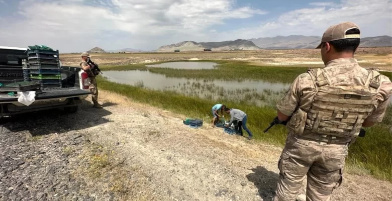 Ağrı’da Kaçak Kurbağa Avcılığı ve Salep Soğanı Toplayanlara Para Cezası