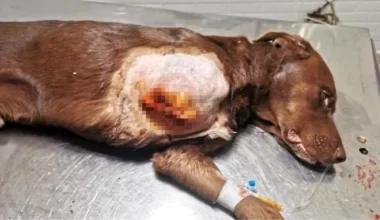 Antalya’da kapana sıkışan köpek tedavi edildi