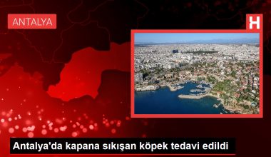 Antalya’da kapana sıkışan köpek tedavi edildi