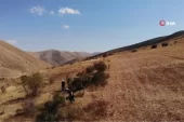 Bin kedere deva kuşburnunun sıkıntı mesaisi