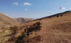 Bin kedere deva kuşburnunun sıkıntı mesaisi