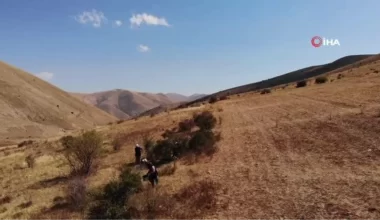 Bin kedere deva kuşburnunun sıkıntı mesaisi