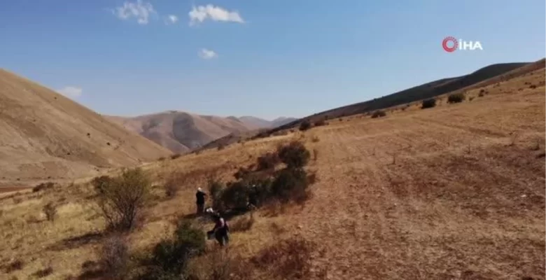 Bin kedere deva kuşburnunun sıkıntı mesaisi
