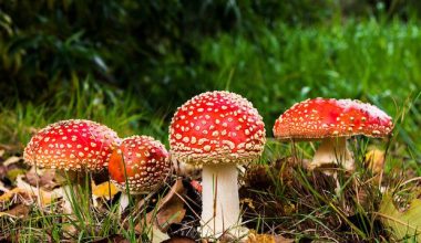 Cilt bakımında mantarların tesiri: Hoşluğun en yeni All-Star ürünleri!