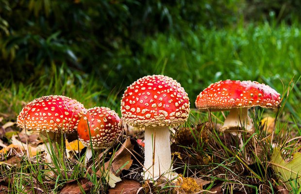 Cilt bakımında mantarların tesiri: Hoşluğun en yeni All-Star ürünleri!