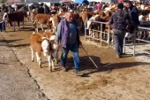 Yozgat’ta Şap Hastalığı Nedeniyle Kapatılan Canlı Hayvan Pazarları Yine Açıldı