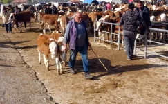 Yozgat’ta Şap Hastalığı Nedeniyle Kapatılan Canlı Hayvan Pazarları Yine Açıldı