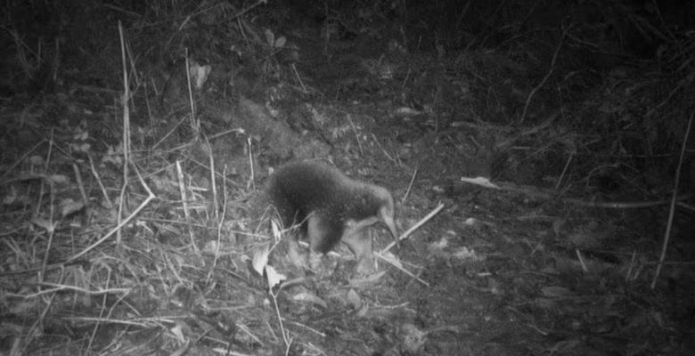 62 yıl ortadan sonra birinci sefer görüntülendi