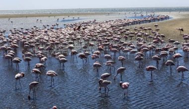 Afrika kıyılarında bir flamingo cenneti: Walvis Bay Lagünü