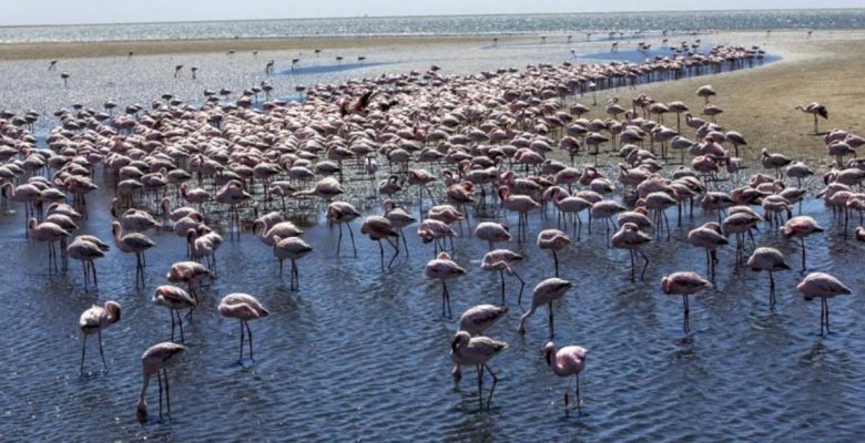 Afrika kıyılarında bir flamingo cenneti: Walvis Bay Lagünü