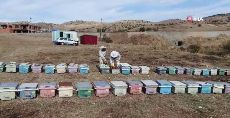 Diyarbakır’da Arılar Kışa Hazırlanıyor