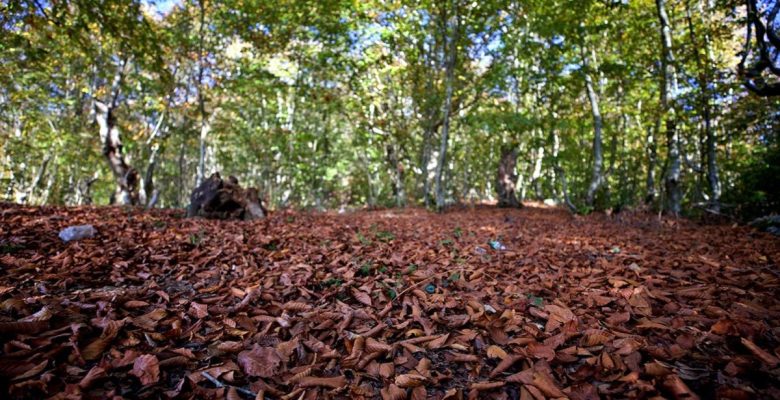 Dumanlı Yaylası’nda sonbahar renkleri…