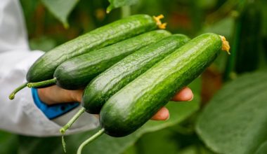 Hıyarda aranan aromayı 7 yılda buldu