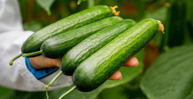 Hıyarda aranan aromayı 7 yılda buldu