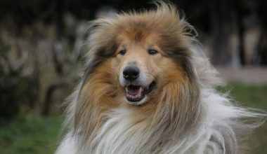 Jenerasyonu tükenme tehlikesinde olan 10 köpek çeşidi