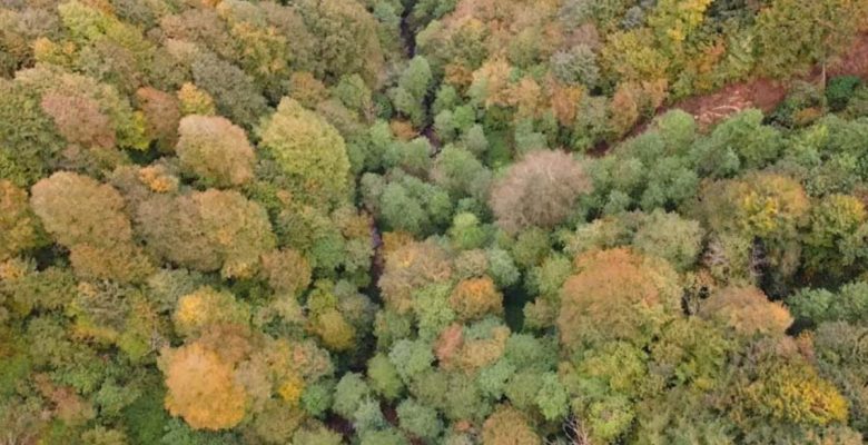 Karadeniz ormanlarında sonbahar hoşluğu