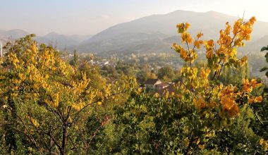 Malatya sarı sıcak