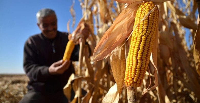 Mısır üretiminde randıman kaynaklı kayıp
