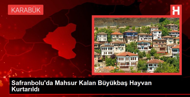 Safranbolu’da Mahsur Kalan Büyükbaş Hayvan Kurtarıldı