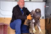 Yaralı Kaya Kartalı tedavi altına alındı
