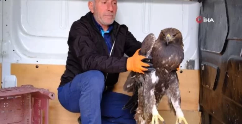 Yaralı Kaya Kartalı tedavi altına alındı