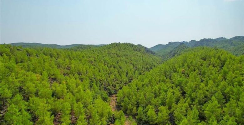 11 vilayette orman sonları dışına çıkarma kararı