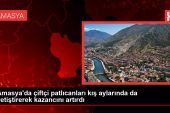 Amasya’da çiftçi patlıcanları kış aylarında da yetiştirerek çıkarını artırdı