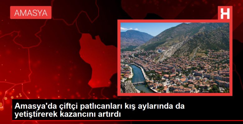 Amasya’da çiftçi patlıcanları kış aylarında da yetiştirerek çıkarını artırdı
