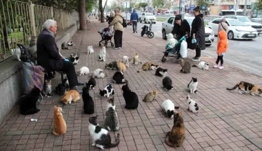 Antalya’da Sokak Hayvanlarının Babası