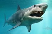 Bilim insanları, soyu tükenmiş yaratığın doğal ortamında dünyanın birinci korunmuş megalodon dişini keşfetti