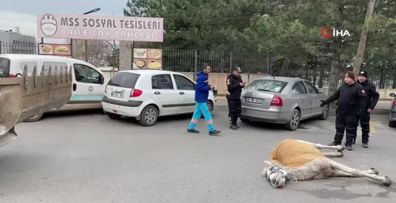Bursa’da başıboş at sokak ortasında yere yığıldı