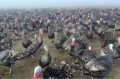 Fiyatı 3,5 kat artmasına karşın yılbaşı öncesi hindilere ilgi ağır