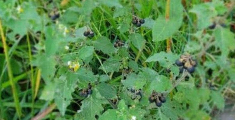 Ispanak diye almayın! Komaya sokuyor