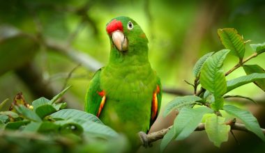 Papağanların yaşadıkları kente nazaran aksanları değişiyor
