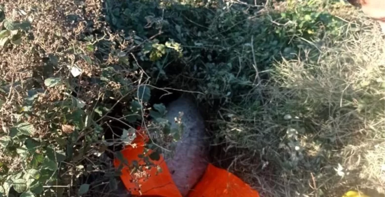 Payas’ta çukura düşen eşek itfaiye tarafından kurtarıldı