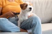 10 köpekten 8’i televizyon izlemeyi seviyor
