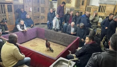 Adana’da Horoz Dövüştürülen Kıraathaneye Operasyon