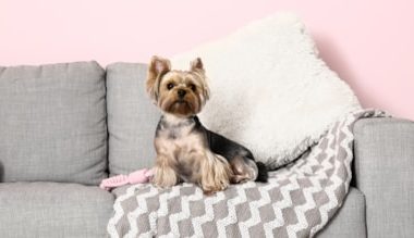 Bilim insanları küçük köpeklerle büyük köpeklerin hayat müddetlerini kıyasladı