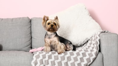 Bilim insanları küçük köpeklerle büyük köpeklerin hayat müddetlerini kıyasladı