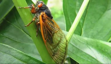 Mayısta ateşböceği istilası bekleniyor