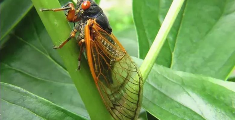 Mayısta ateşböceği istilası bekleniyor