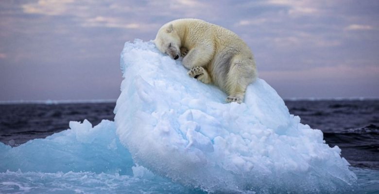 2024 Yılın Yaban Hayatı Fotoğrafçısı Ödülü’nü kazanan belirli oldu