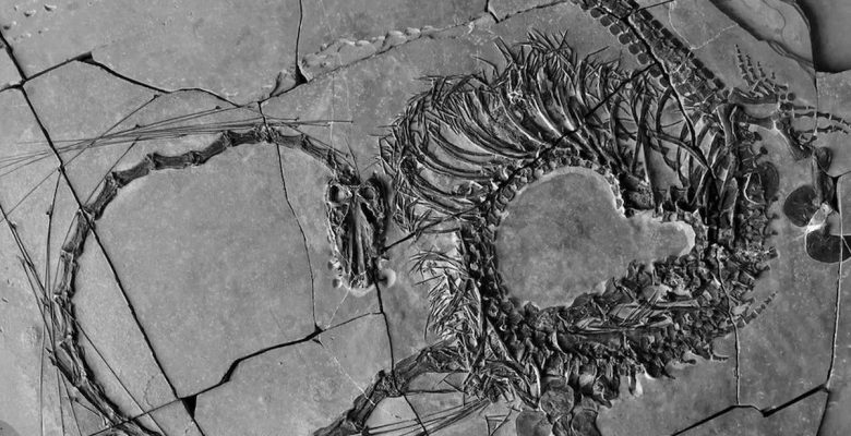 240 milyon yıllık ejderhanın bütün haldeki fosili bulundu