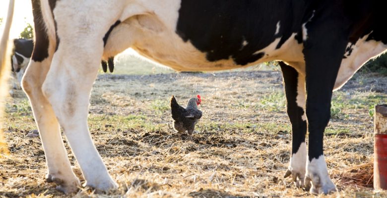 Aralıkta süt ve yumurta üretimi arttı, tavuk eti üretimi azaldı