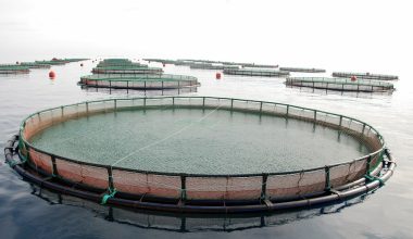 Denizlerimizi parsel parsel satıyorlar