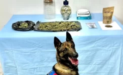 Denizli’de Uyuşturucu Operasyonu: 8 Kuşkulu Gözaltına Alındı