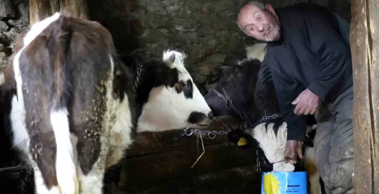 Görme Engelli İsmail Kahya, Annesiyle Birlikte Hayvanlara Bakıyor