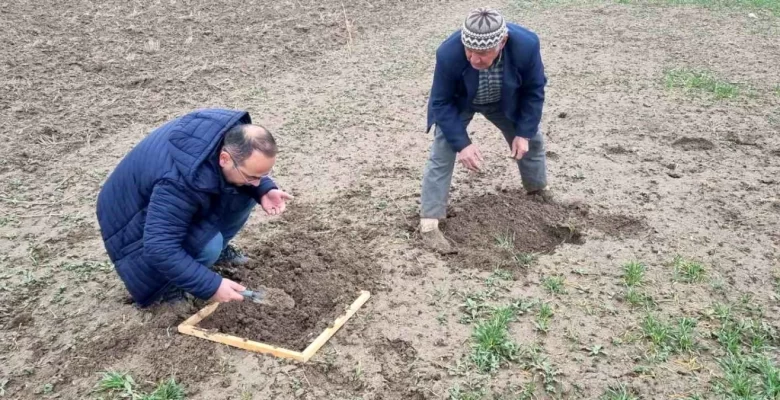 Kütahya’da Hububat Ekili Alanlarda Ziyanlı Böcek Tespit Edildi