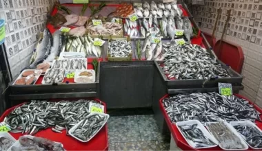 Marmara Denizi’nde Hamsi Avcılığı Arttı